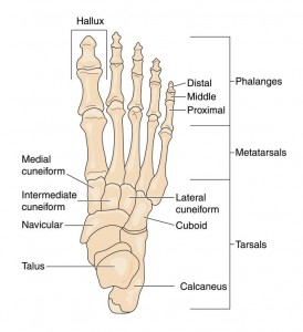 anatomy foot ankle